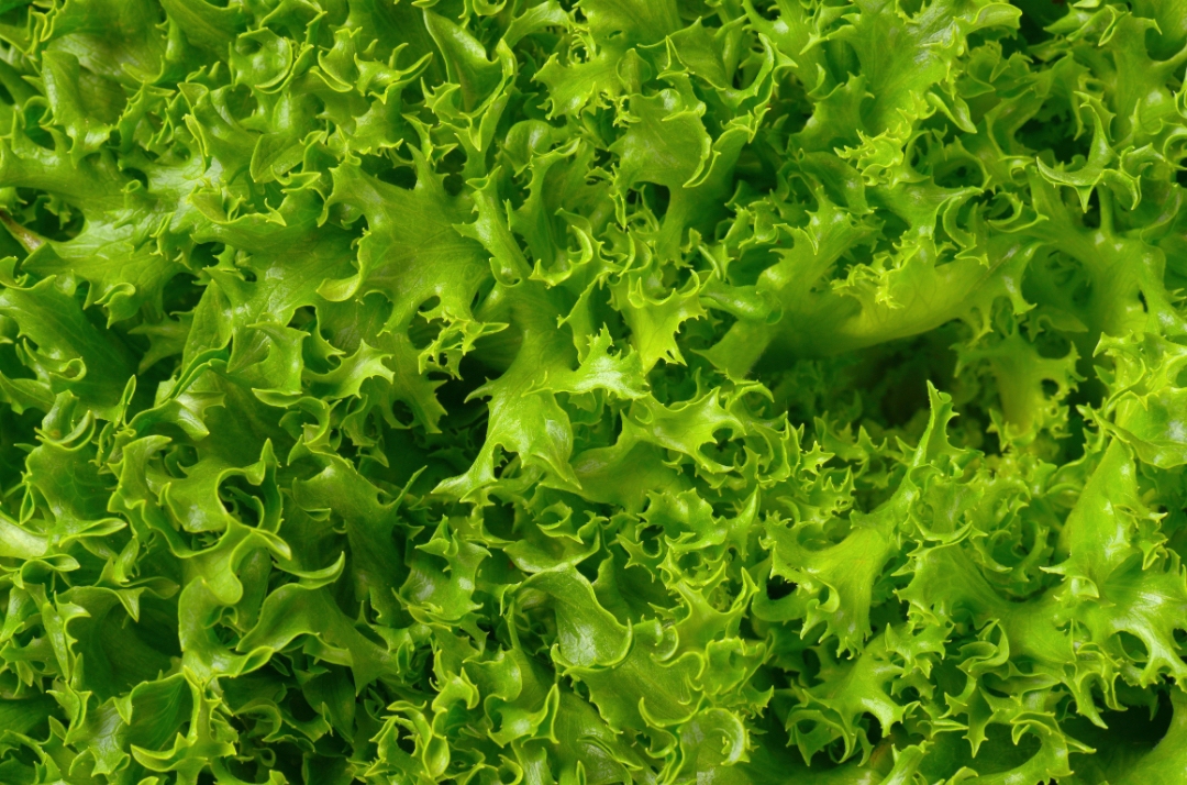 Lechuga Lollo Bionda