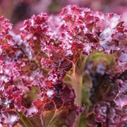 Lechuga Lollo Rossa