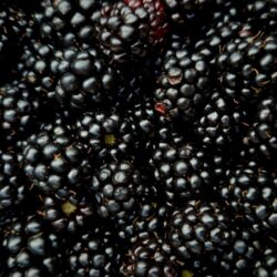 Moras Ultra Berries 1kg